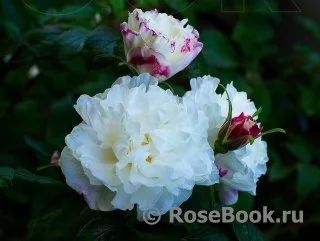 Лот: 11929292. Фото: 1. Канадская роза Луиза Багнет. Садовые цветы