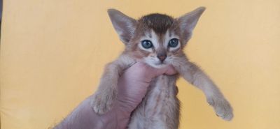 Лот: 20307895. Фото: 1. Абиссинские котята. Кошки, котята