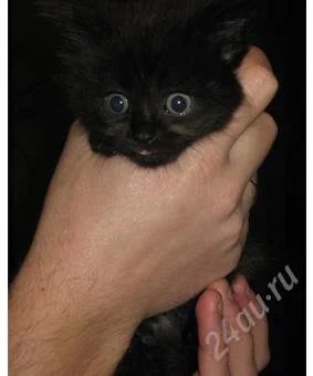 Лот: 1271097. Фото: 1. Отдам котенка в хорошие руки. Кошки, котята