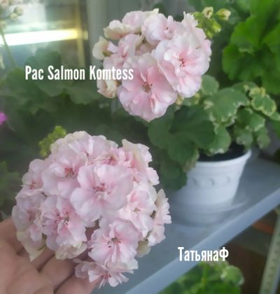 Лот: 19486018. Фото: 1. Пеларгония Рас Salmon Komtess. Горшечные растения и комнатные цветы
