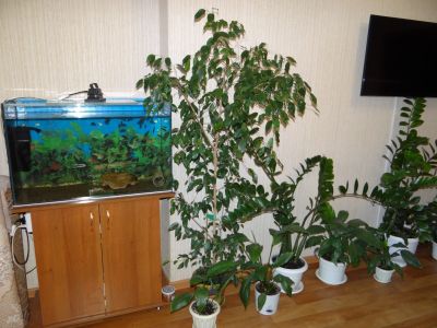Лот: 8330546. Фото: 1. Фикус (бенджамина) ,200 см. Горшечные растения и комнатные цветы