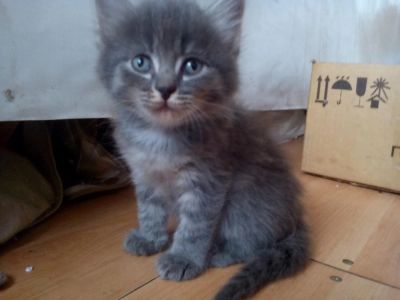 Лот: 7926569. Фото: 1. котик девочка. Кошки, котята