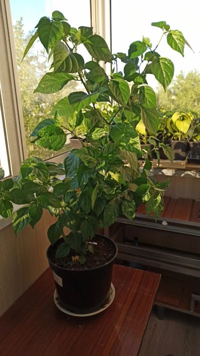 Лот: 15805139. Фото: 1. Carolina Reaper! Взрослые растения... Горшечные растения и комнатные цветы