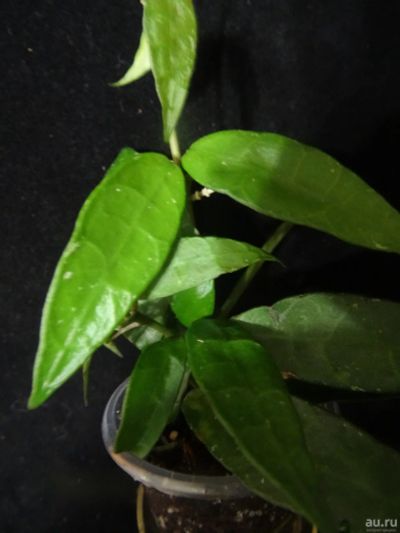 Лот: 16410332. Фото: 1. Хойя- Hoya lacunosa big and very... Горшечные растения и комнатные цветы