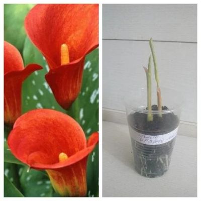 Лот: 11358068. Фото: 1. Калла Манго (Calla Mango). Детка... Горшечные растения и комнатные цветы