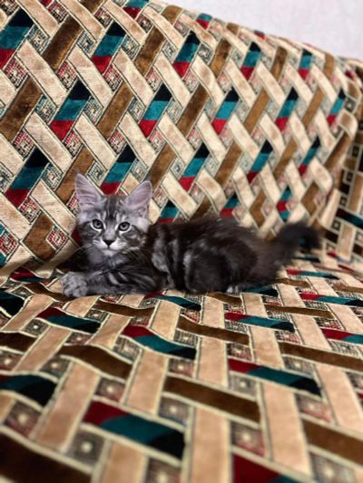 Лот: 25130708. Фото: 1. Котёнок. Кошки, котята