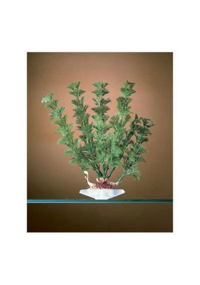 Лот: 6396798. Фото: 1. Растение PENN-PLAX Flowering Кабомба... Водные растения