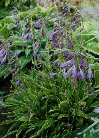 Лот: 4150710. Фото: 1. хоста 'Стилетто' ( Hosta 'Stiletto... Садовые цветы