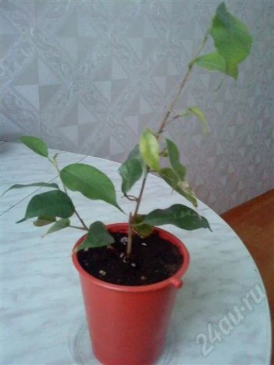 Лот: 389763. Фото: 1. фикус. Горшечные растения и комнатные цветы