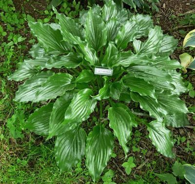 Лот: 20422965. Фото: 1. хоста Гет Неккид hosta (Get Nekkid... Садовые цветы