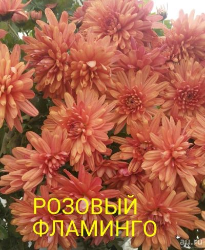 Лот: 8030630. Фото: 1. Розовый фламинго Мультифлора. Садовые цветы
