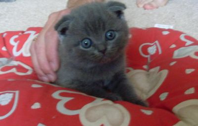 Лот: 4225691. Фото: 1. Продаются котята шотландской вислоухой. Кошки, котята