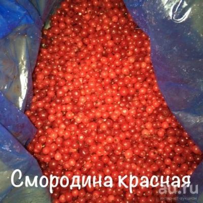 Лот: 8585703. Фото: 1. Смородина Красная. Ягоды, орехи