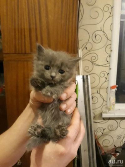 Лот: 12996924. Фото: 1. Котик от кошки мышеловки. Кошки, котята