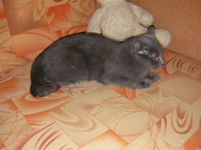 Лот: 2261065. Фото: 1. Кошка 1 год. Кошки, котята