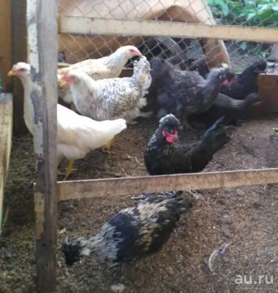 Лот: 10289891. Фото: 1. молодые петушки русская хохлатая. Мясо, птица, яйцо