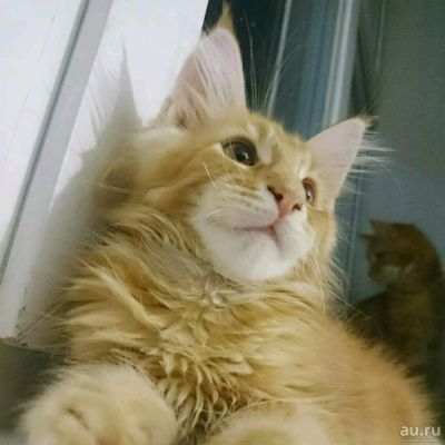 Лот: 10105209. Фото: 1. Котята Мейн Кун. Кошки, котята