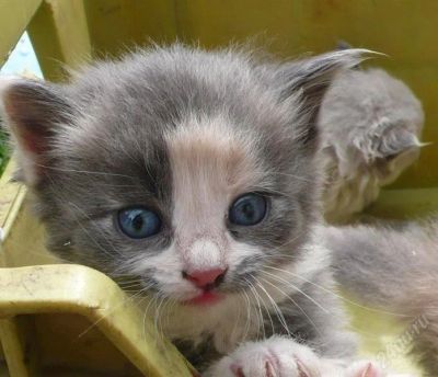 Лот: 445628. Фото: 1. котенок девочка трехцветная 1... Остальные животные