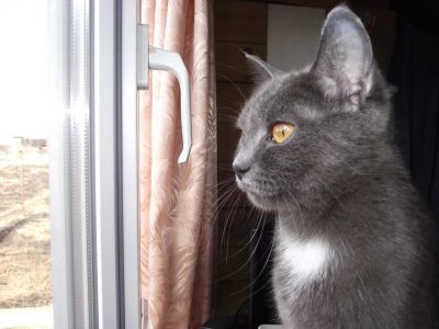 Лот: 4674596. Фото: 1. Отдадим котёнка-полубританца. Кошки, котята
