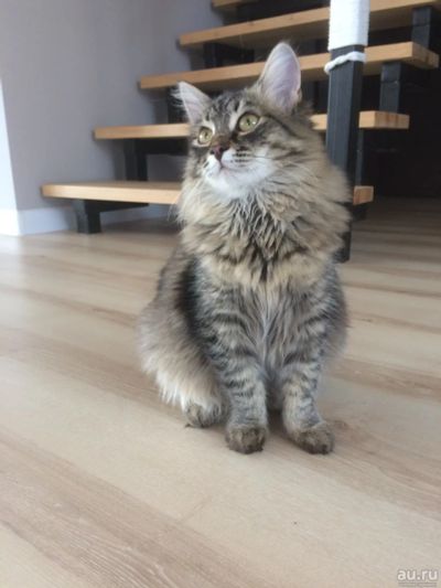 Лот: 9201085. Фото: 1. Котенок-помесь сибирский + мейн-кун. Кошки, котята