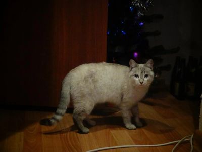 Лот: 3782417. Фото: 1. Милая и красивая киса ищет дом... Кошки, котята