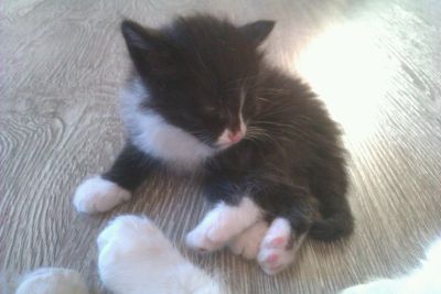 Лот: 6750731. Фото: 1. Отдам котят. Кошки, котята