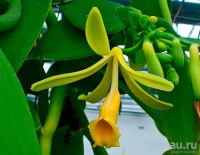 Лот: 17507122. Фото: 1. Орхидея ваниль. Горшечные растения и комнатные цветы