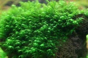 Лот: 6538474. Фото: 1. Мох Феникс (Fissidens fontanus... Водные растения