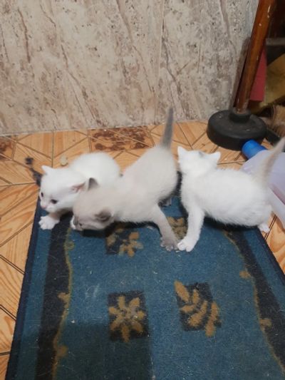 Лот: 20548981. Фото: 1. котята. Кошки, котята
