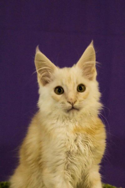 Лот: 8941912. Фото: 1. Котенок мейн-куна редкого окраса. Кошки, котята