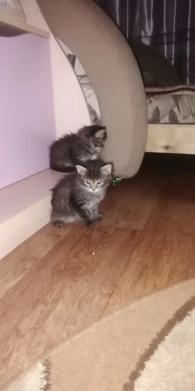 Лот: 15077409. Фото: 1. Котята. Кошки, котята
