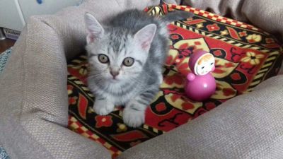 Лот: 9897735. Фото: 1. Шотландская прямоухая девочка. Кошки, котята