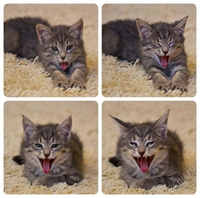 Лот: 2896231. Фото: 1. Красивый котенок!. Кошки, котята