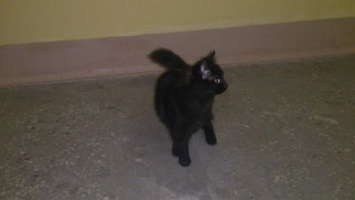Лот: 3304700. Фото: 1. Красивый котёнок-подкидыш ищет... Другое (растения и животные)