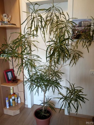 Лот: 11598612. Фото: 1. кротон. Горшечные растения и комнатные цветы