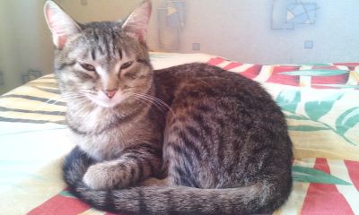Лот: 4716769. Фото: 1. Кошечка милашка + лоток, 2 миски... Кошки, котята