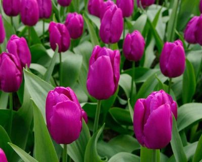 Лот: 10674357. Фото: 1. Тюльпаны оптом, сорт Purple Prince... Горшечные растения и комнатные цветы