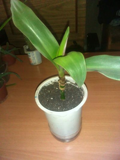 Лот: 12252685. Фото: 1. рэо 1. Горшечные растения и комнатные цветы