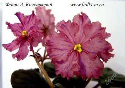 Лот: 1351520. Фото: 1. лист фиалки ЕК-Коварство и любовь. Горшечные растения и комнатные цветы