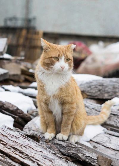 Лот: 6659178. Фото: 1. Кот мышелов. Кошки, котята