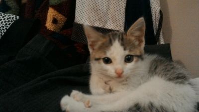 Лот: 8614332. Фото: 1. Подарю котенка. Кошки, котята