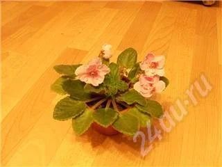 Лот: 536007. Фото: 1. Сенполия. Горшечные растения и комнатные цветы