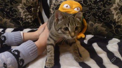 Лот: 2208523. Фото: 1. отдам котёнка (девочка)остался... Кошки, котята