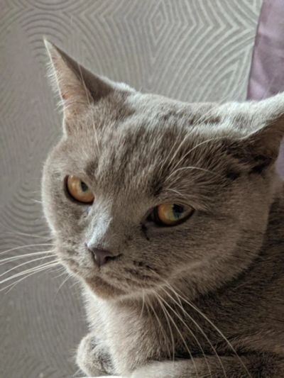 Лот: 16692382. Фото: 1. Отдам кошку в хорошие руки. Кошки, котята