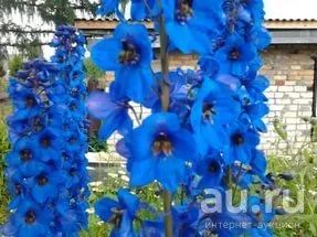 Лот: 9674147. Фото: 1. Дельфиниум. Садовые цветы