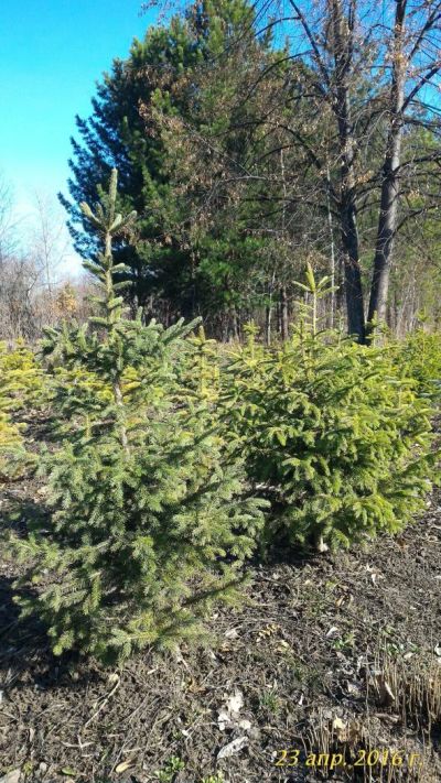 Лот: 7427308. Фото: 1. Саженцы Ель сибирская (Picea obovata... Декоративные кустарники и деревья