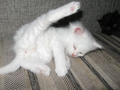 Лот: 4828051. Фото: 1. котята в добрые руки. Кошки, котята
