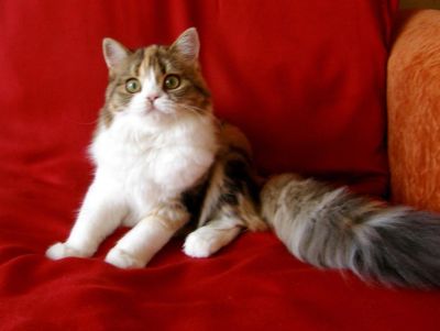 Лот: 6644182. Фото: 1. Шотландский котенок- девочка хайленд... Кошки, котята