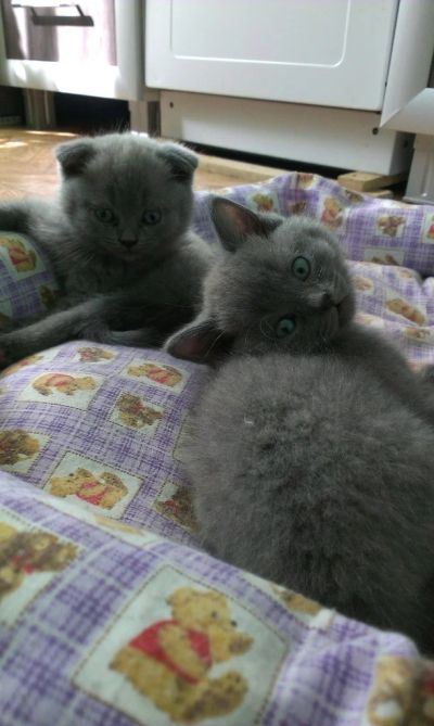 Лот: 5539715. Фото: 1. Продам чудесного котенка шотландская... Кошки, котята