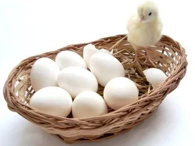 Лот: 6073199. Фото: 1. Яйцо куриное домашнее, диетическое. Мясо, птица, яйцо